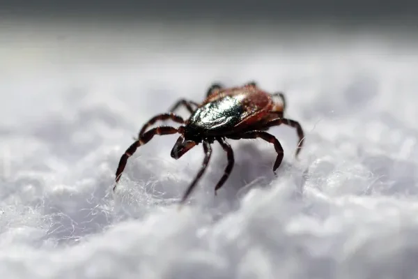 Более 69 тысяч жителей Томской области планируют привить от клещевого энцефалита