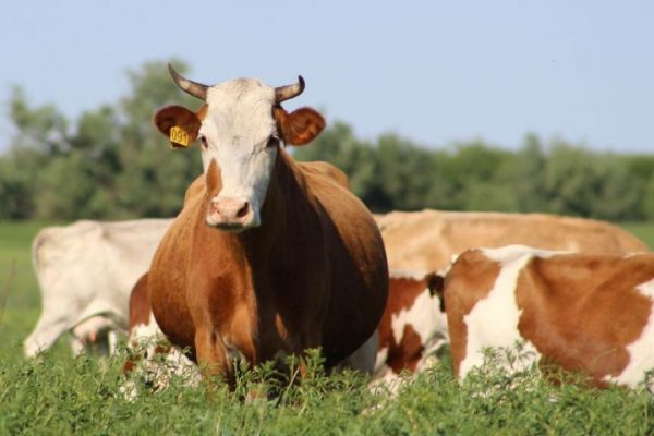 Перемены на фасадах, роковая любовь, платная трасса, запрет на мясо из Астраханской области. Резонансные новости, которые вы могли пропустить 