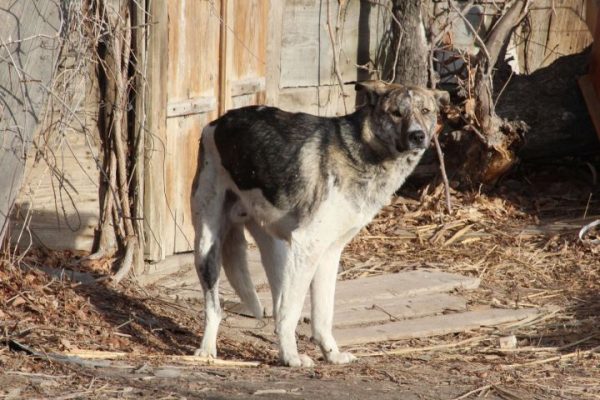 Астраханцы подают в суды из-за бездомных собак 