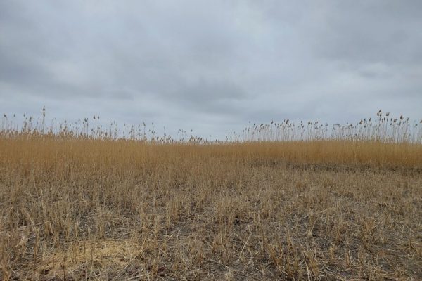 В Астраханской области показали очень редких пухленьких котов, живущих в сене | АРБУЗ