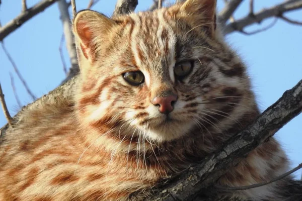 Редкого лесного кота засняли на дереве в Приморье
