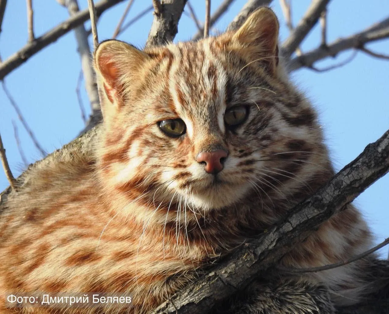 Редкого лесного кота засняли на дереве в Приморье