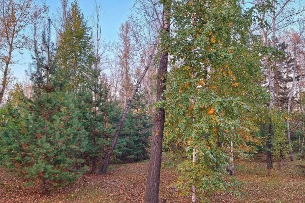 Приморье потратит почти 1,3 миллиарда на борьбу с природными пожарами в 2026 году