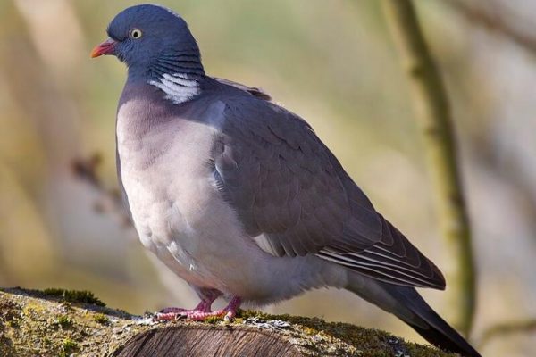 Кормление голубей может привести к штрафу