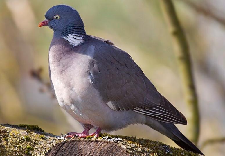 Кормление голубей может привести к штрафу