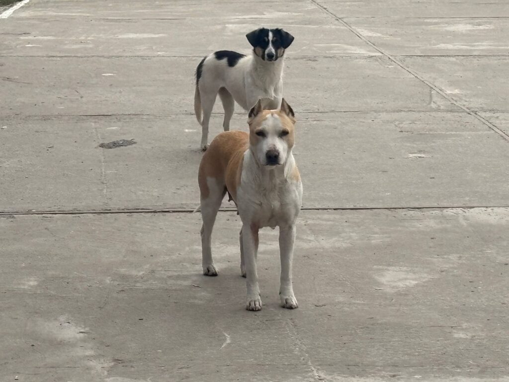 В Астрахани и Приволжском районе продлили экстраординарный режим по отлову бездомных собак - PRO Астрахань