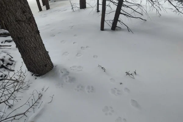 Снежные барсы начали воровать фотоловушки в Саяно-Шушенском заповеднике
