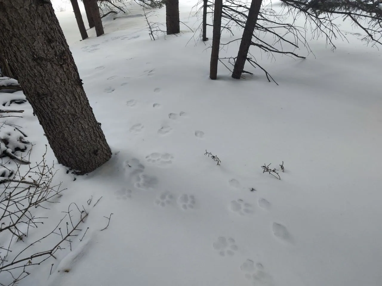 Снежные барсы начали воровать фотоловушки в Саяно-Шушенском заповеднике