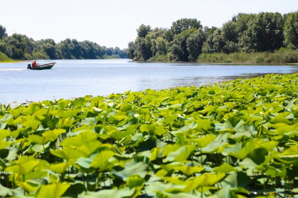 В Астраханской области сократилось число редчайших птиц на гнездовании: почему | АРБУЗ
