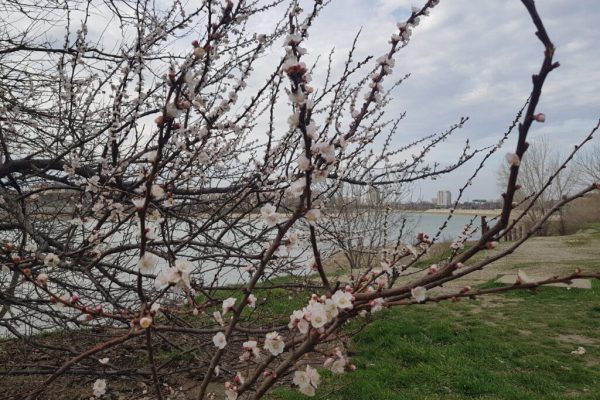 Весна набирает ход: на Кубани потеплеет до 19 градусов, но без дождей не обойдется