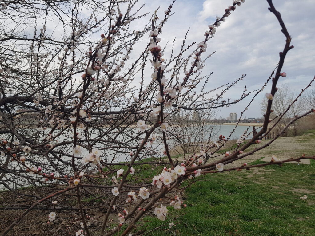 Весна набирает ход: на Кубани потеплеет до 19 градусов, но без дождей не обойдется