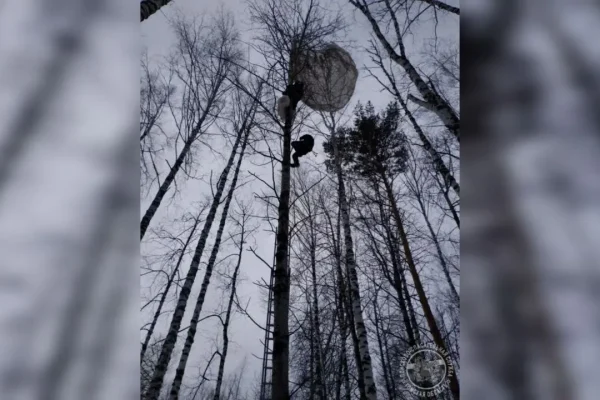 Парашютист застрял на дереве в Томской области