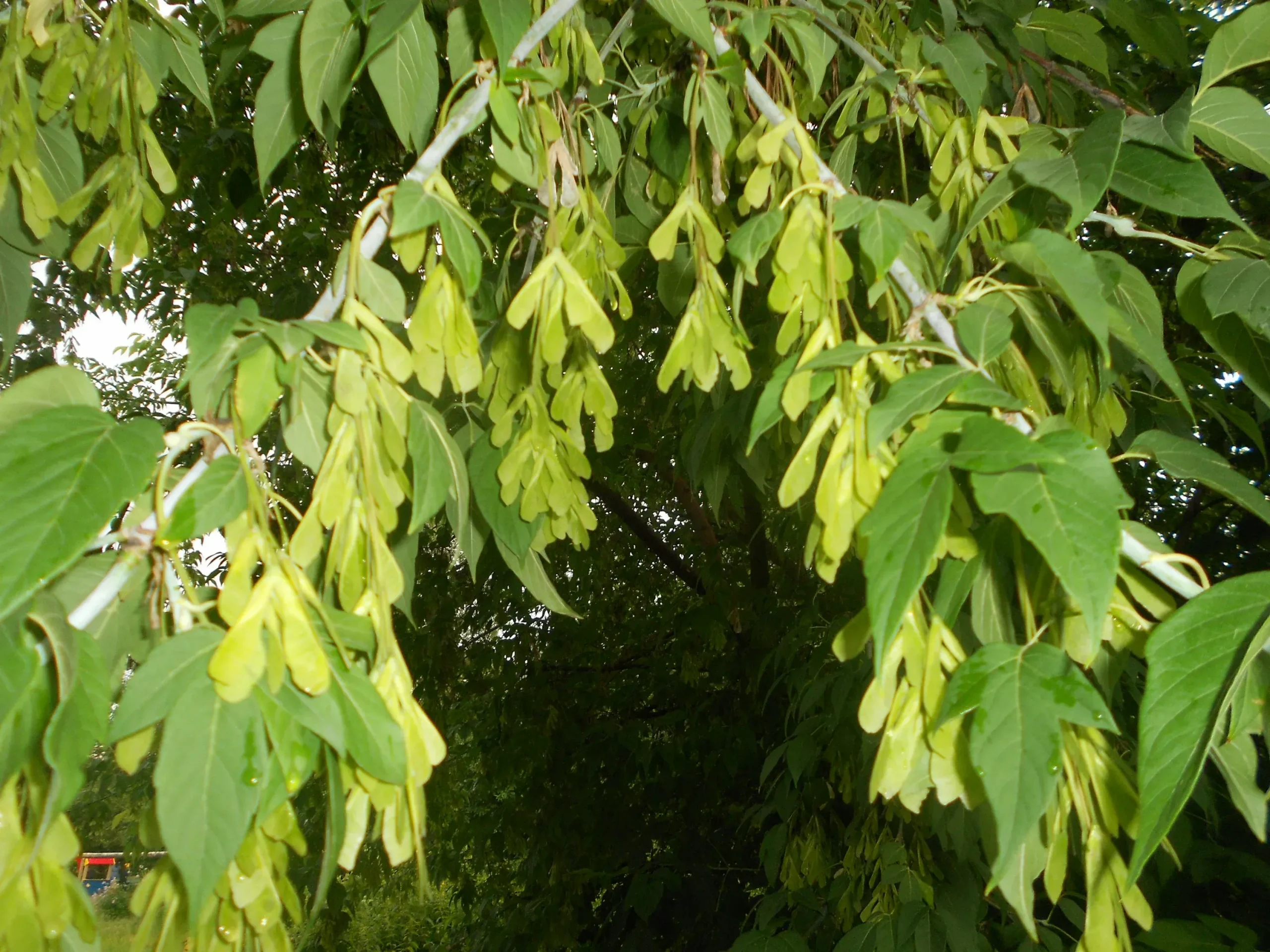 Почему новый федеральный закон ограничивает распространение американского клёна