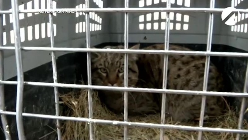 Дикую кошку по имени Степь выпустили в астраханскую степь