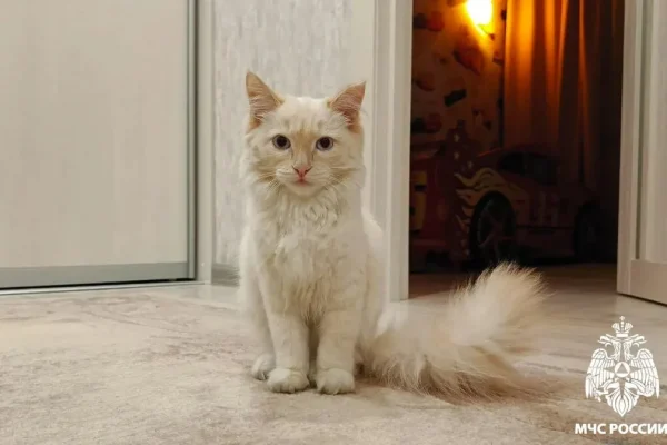 Сотрудники МЧС в Кузбассе спасли от гибели кота, которого в мороз оставили на улице