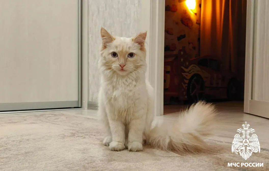 Сотрудники МЧС в Кузбассе спасли от гибели кота, которого в мороз оставили на улице