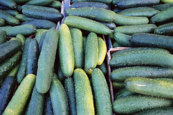 Россиянам объяснили, отразится ли ситуация в Иране на поставках огурцов в Россию