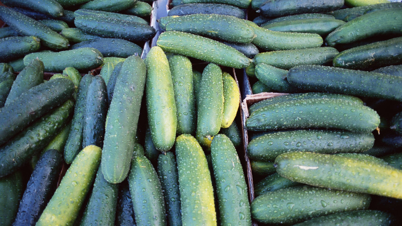 Россиянам объяснили, отразится ли ситуация в Иране на поставках огурцов в Россию
