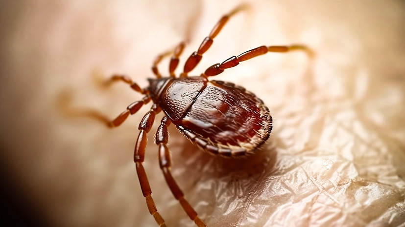 Врач Бартули: клещ может заразить даже при простом попадании на кожу