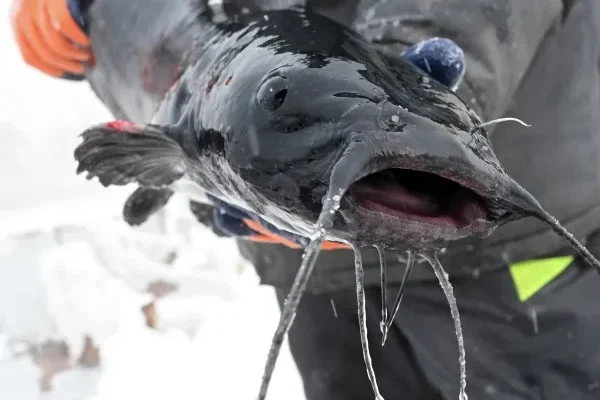 В Томской области возбудили дело о браконьерстве на 3,6 млн рублей