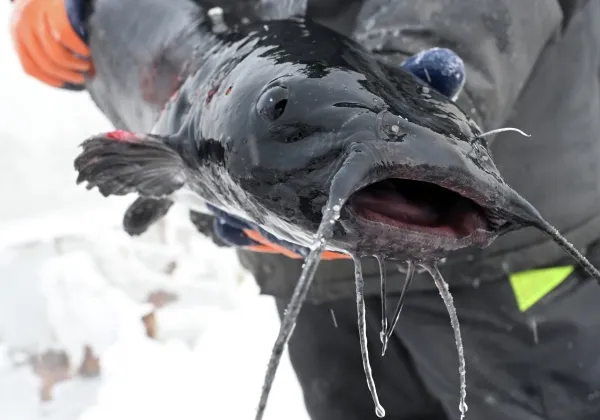 В Томской области возбудили дело о браконьерстве на 3,6 млн рублей