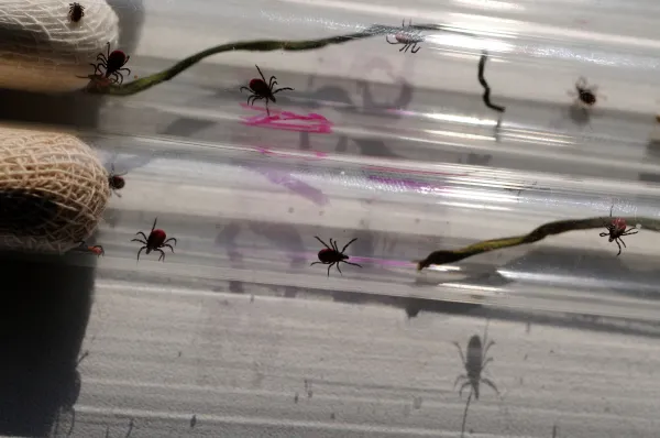 Клещи в России могут проснуться раньше обычного