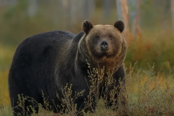 В Красноярском крае стартует выдача разрешений на охоту на бурого медведя