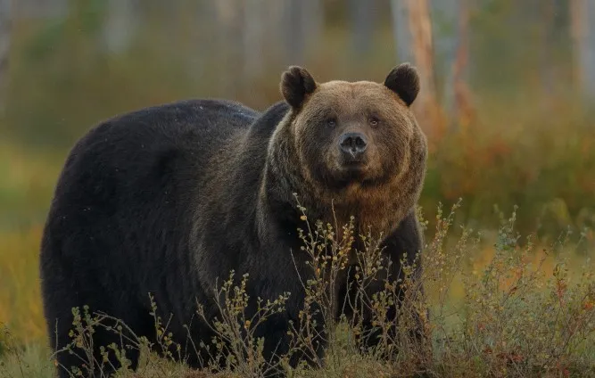 В Красноярском крае стартует выдача разрешений на охоту на бурого медведя