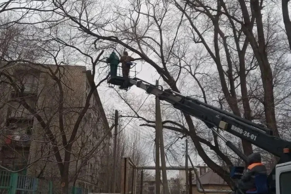 С начала года в Астрахани опилили более трехсот аварийных деревьев - PRO Астрахань
