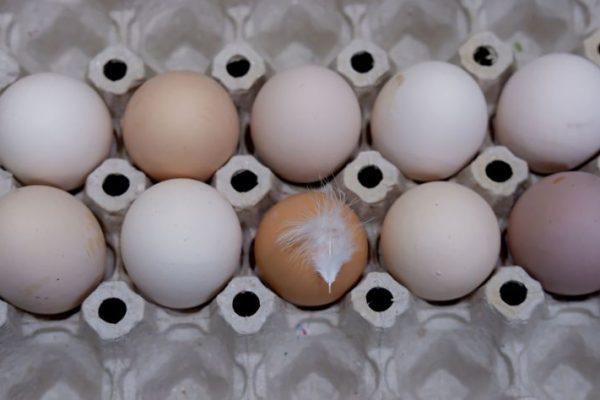 Когда подешевеют яйца