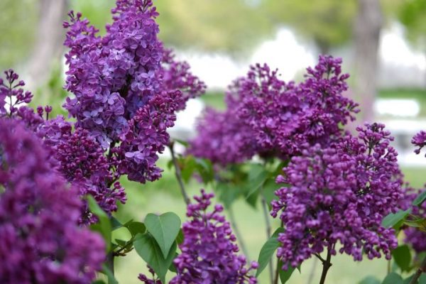 Сколько дней отдыхаем в мае и как продлить себе майские праздники