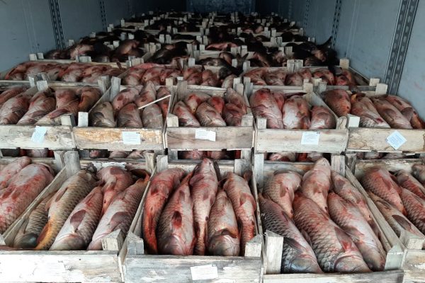 В Астрахани нашли рыбу для супа, она "приплыла" из будущего | АРБУЗ