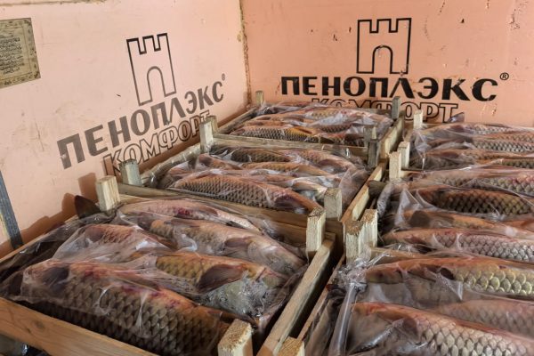 Астраханец собирался съесть полтонны рыбы, но полиция ему помешала | АРБУЗ