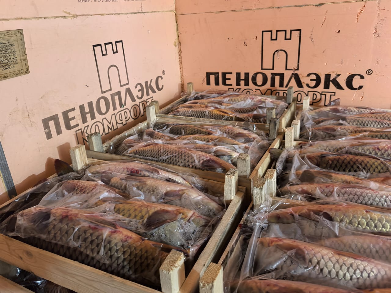 Астраханец собирался съесть полтонны рыбы, но полиция ему помешала | АРБУЗ