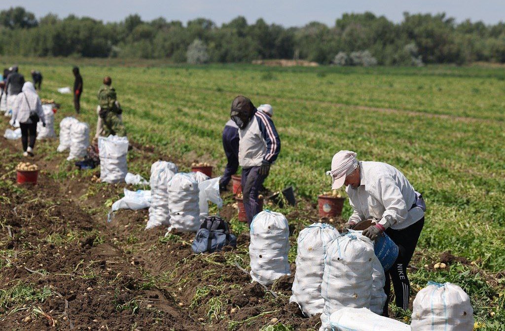 В Астраханской области для крупных российских компаний будут выращивать больше овощей | АРБУЗ