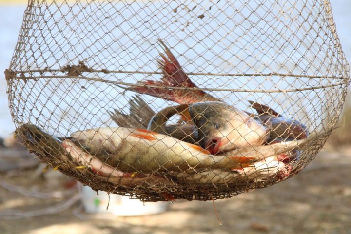 Популярная рыба вдруг пропала из водоемов Нижней Волги