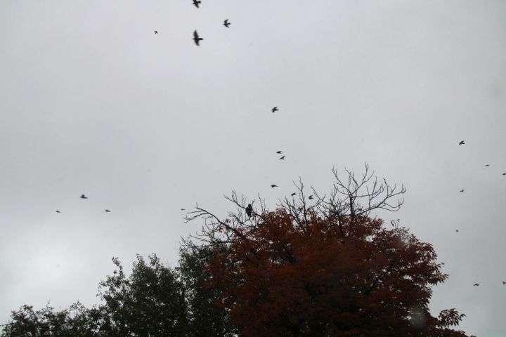 Дождь пристал к Астрахани, как банный лист