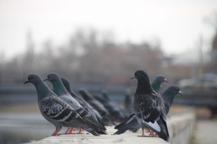 За кормление голубей можно нарваться на серьезный штраф