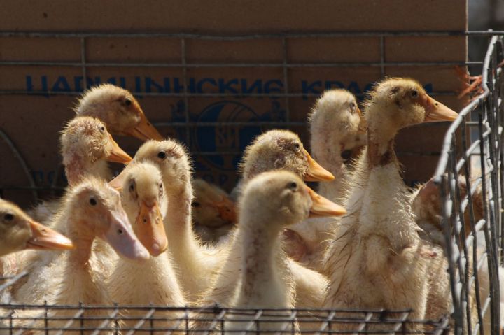 Казахстан снял запрет на ввоз этого мяса из Астраханской области