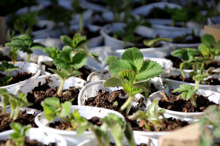 Где астраханские дачники могут продавать свою продукцию 