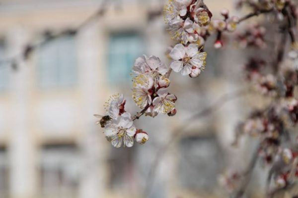 Ненормальный март стоит в Астрахани 