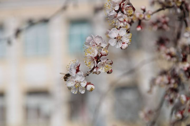 Ненормальный март стоит в Астрахани 