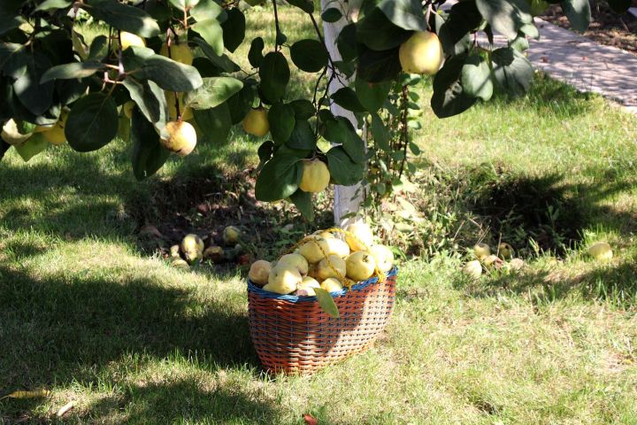 Как обрезать старую яблоню для того, чтобы она начала хорошо плодоносить 