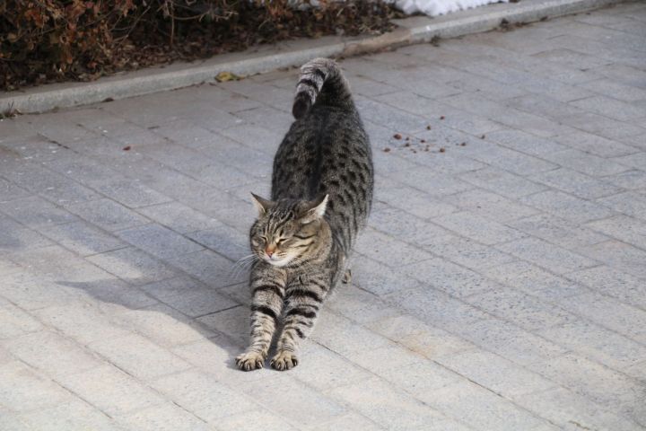 Кота с непростой