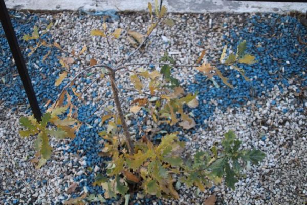 Когда будут Пасха и главные пасхальные события 