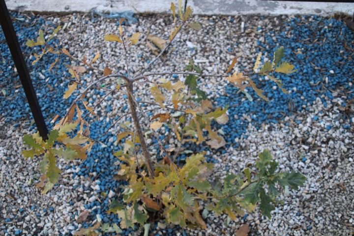 Когда будут Пасха и главные пасхальные события 