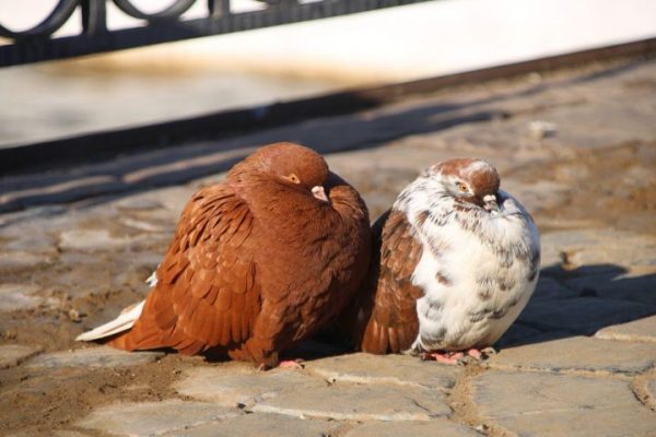 С какой погодой придет весна в Астраханскую область 