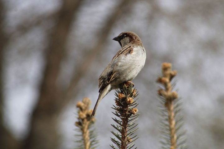 Сильный перепад температуры ожидается в Астраханской области 