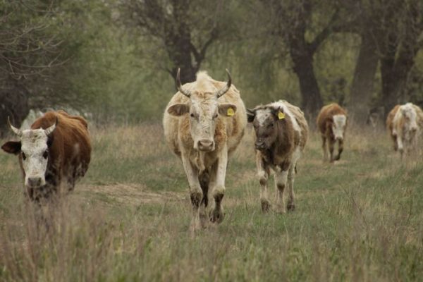 Казахстан и Беларусь временно запретили завозить скот и мясную продукцию из Астраханской области