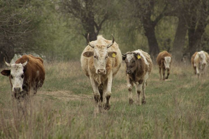 Казахстан и Беларусь временно запретили завозить скот и мясную продукцию из Астраханской области